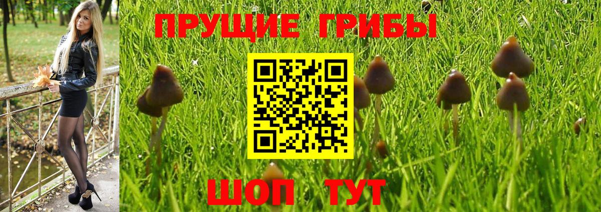 Щёлково  Псилоцибиновые грибы GOLDEN TEACHER  Галлюциногенные грибы MAGIC MUSHROOMS  Вход с VPN 